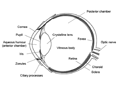Computer Vision Syndrome Computer Vision Syndrome